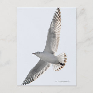 Haring meeuw vliegen briefkaart