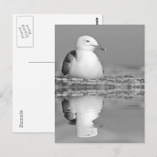 Haringmeeuw met grote reflectie over water briefkaart (Voorkant / Achterkant)