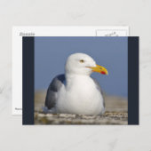 Haringmeeuw op de muur briefkaart (Voorkant / Achterkant)