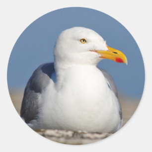 Haringmeeuw op de muur ronde sticker