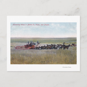 Haringschenkel Briefkaart