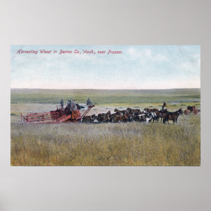 Haringschenkel Poster