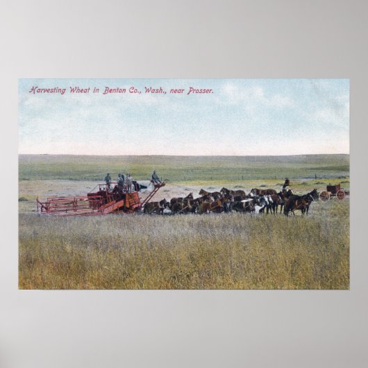 Haringschenkel Poster (Voorkant)