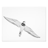 Haringslak Foto Afdruk (Voorkant)