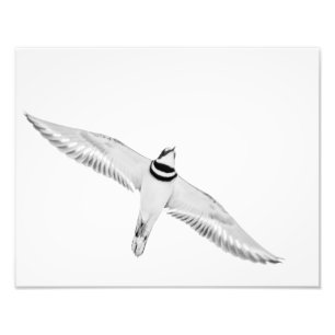 Haringslak Foto Afdruk