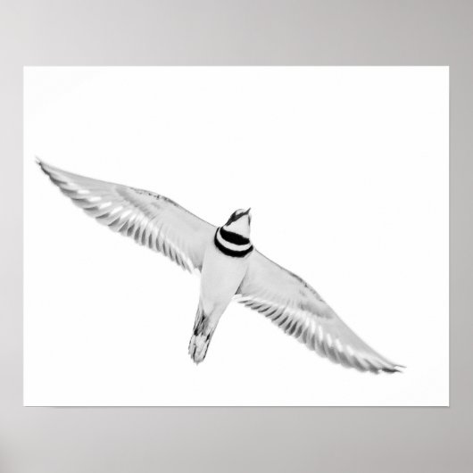 Haringslak Poster (Voorkant)