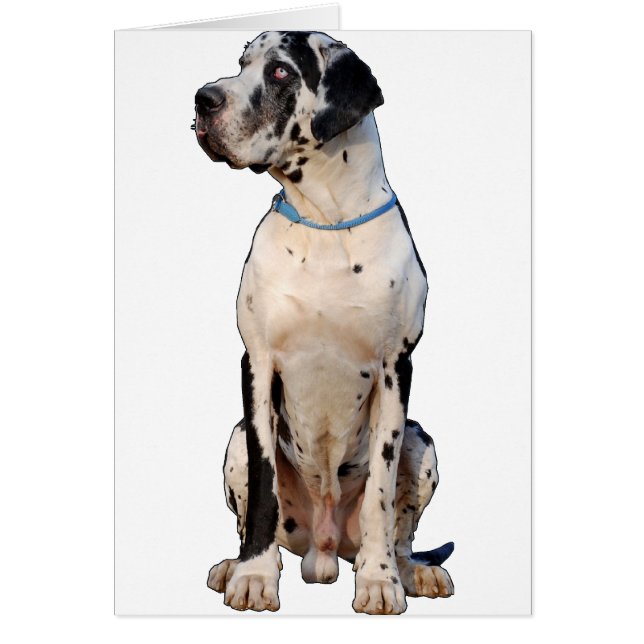 Harlekin Dog Argenta (Voorkant)