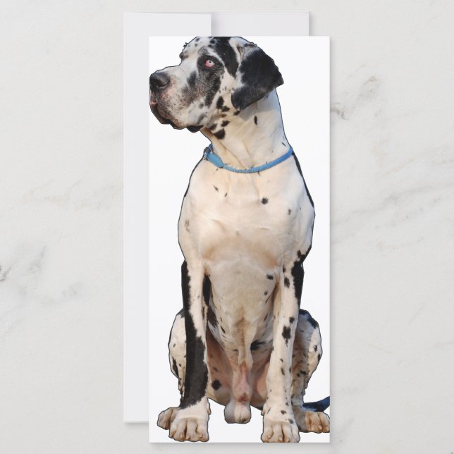 Harlekin Great Dane (Voorkant)