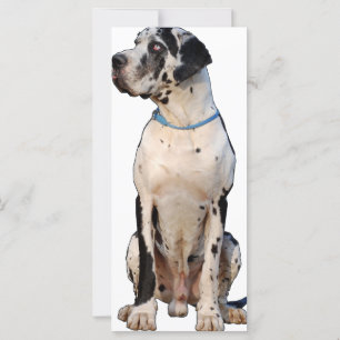 Harlekin Great Dane