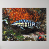 Harlequin Bass Poster (Voorkant)