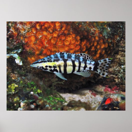 Harlequin Bass Poster (Voorkant)