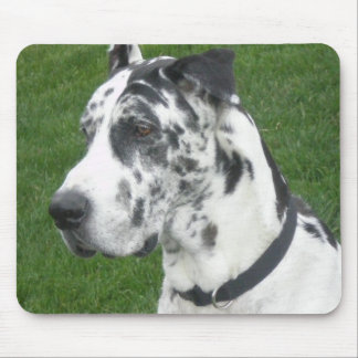 Harlequin Dane Muismat