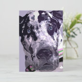 Harlequin Dog Argentaans - geweldige prijs! (Staand voorkant)