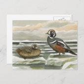 Harlequin Duck Briefkaart (Voorkant / Achterkant)