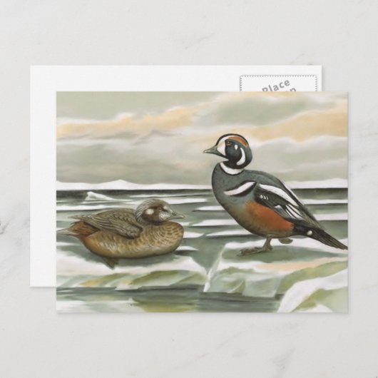 Harlequin Duck Briefkaart (Voorkant / Achterkant)
