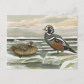 Harlequin Duck Briefkaart (Voorkant)