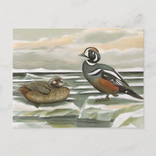 Harlequin Duck Briefkaart (Voorkant)