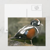 Harlequin Duck Briefkaart (Voorkant / Achterkant)