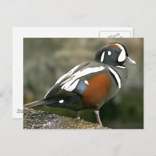 Harlequin Duck Briefkaart (Voorkant / Achterkant)