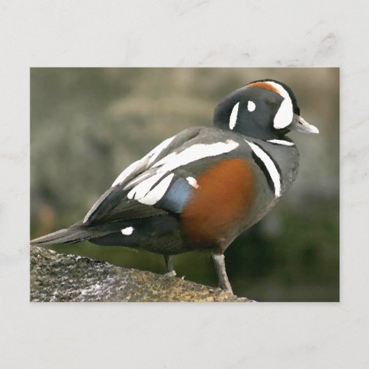 Harlequin Duck Briefkaart (Voorkant)