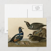 Harlequin Duck Briefkaart (Voorkant / Achterkant)