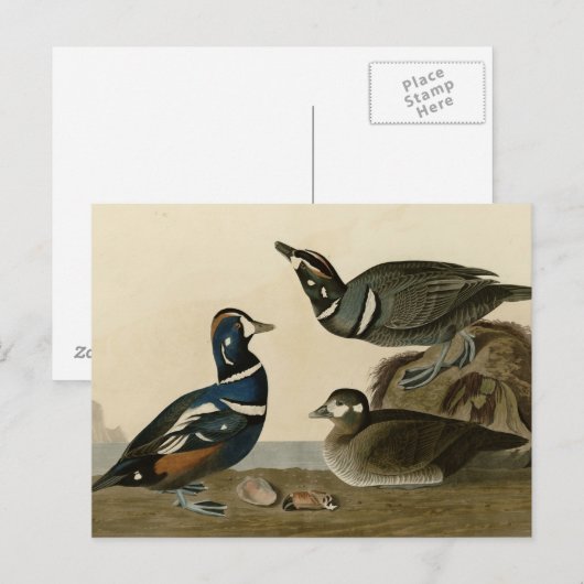 Harlequin Duck Briefkaart (Voorkant / Achterkant)