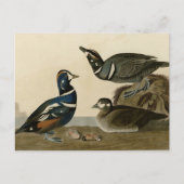 Harlequin Duck Briefkaart (Voorkant)