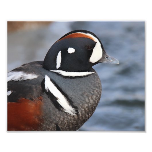 Harlequin Duck Foto Afdruk (Voorkant)