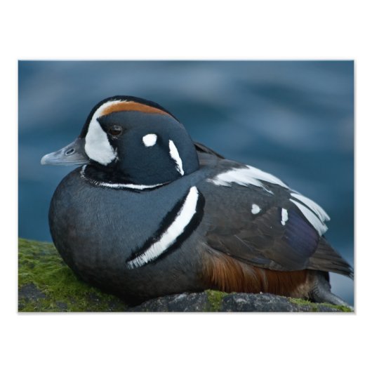 Harlequin Duck Foto Uitbreiding Afdruk (Voorkant)
