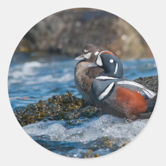 Harlequin Duck in oceaansurf Ronde Sticker (Voorkant)