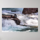 Harlequin Duck Poster (Voorkant)