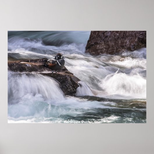 Harlequin Duck Poster (Voorkant)