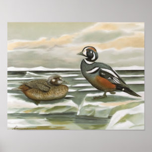 Harlequin Duck Poster