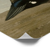 Harlequin Duck Poster (Hoek)