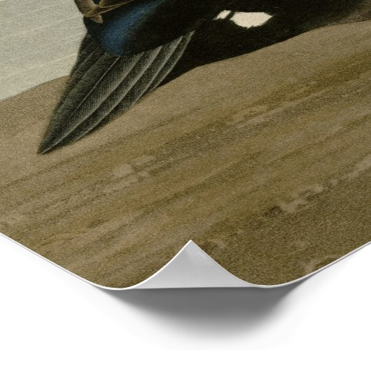 Harlequin Duck Poster (Hoek)