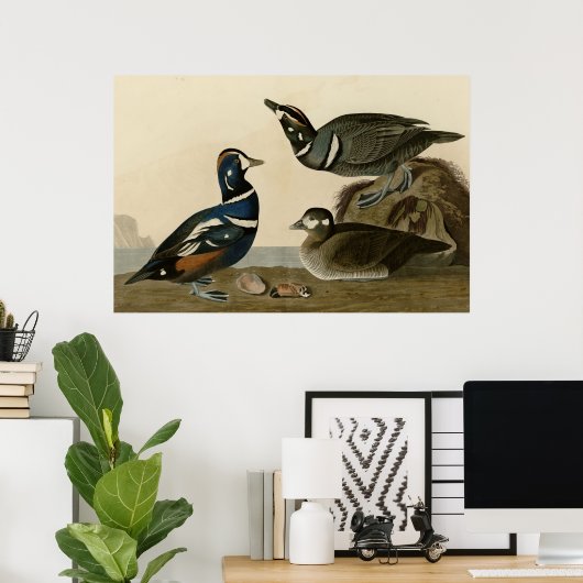 Harlequin Duck Poster (Thuiskantoor)