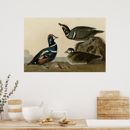 Harlequin Duck Poster (Keuken)
