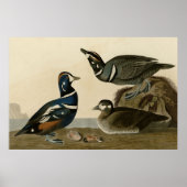 Harlequin Duck Poster (Voorkant)