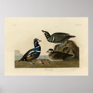 Harlequin Duck - van Audubon's Birds of America Poster