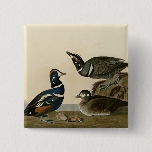 Harlequin Duck Vierkante Button 5,1 Cm (Voorkant)