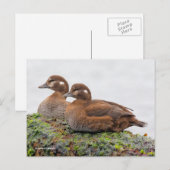 Harlequin Ducks op met zeewier bedekte Rocks Briefkaart (Voorkant / Achterkant)