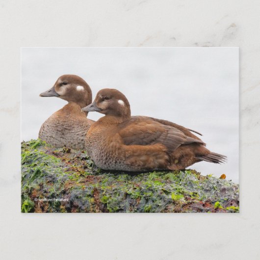 Harlequin Ducks op met zeewier bedekte Rocks Briefkaart (Voorkant)