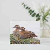 Harlequin Ducks op met zeewier bedekte Rocks Briefkaart (Staand voorkant)