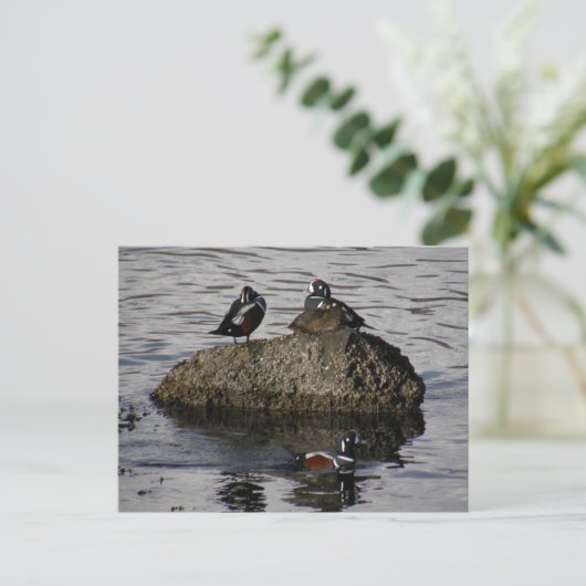 Harlequin Ducks, Unalaska Island Briefkaart (Staand voorkant)
