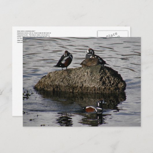 Harlequin Ducks, Unalaska Island Briefkaart (Voorkant / Achterkant)