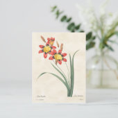 Harlequin Flower  Botanical Illustration Briefkaart (Staand voorkant)