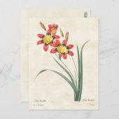 Harlequin Flower  Botanical Illustration Briefkaart (Voorkant / Achterkant)