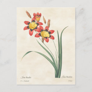 Harlequin Flower  Botanical Illustration Briefkaart