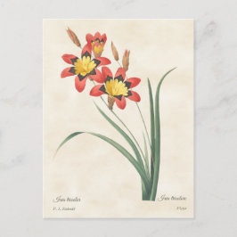 Harlequin Flower Botanical Illustration Briefkaart