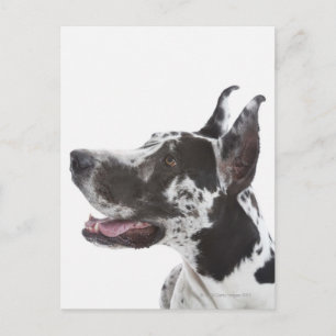 Harlequin Great Dane Briefkaart